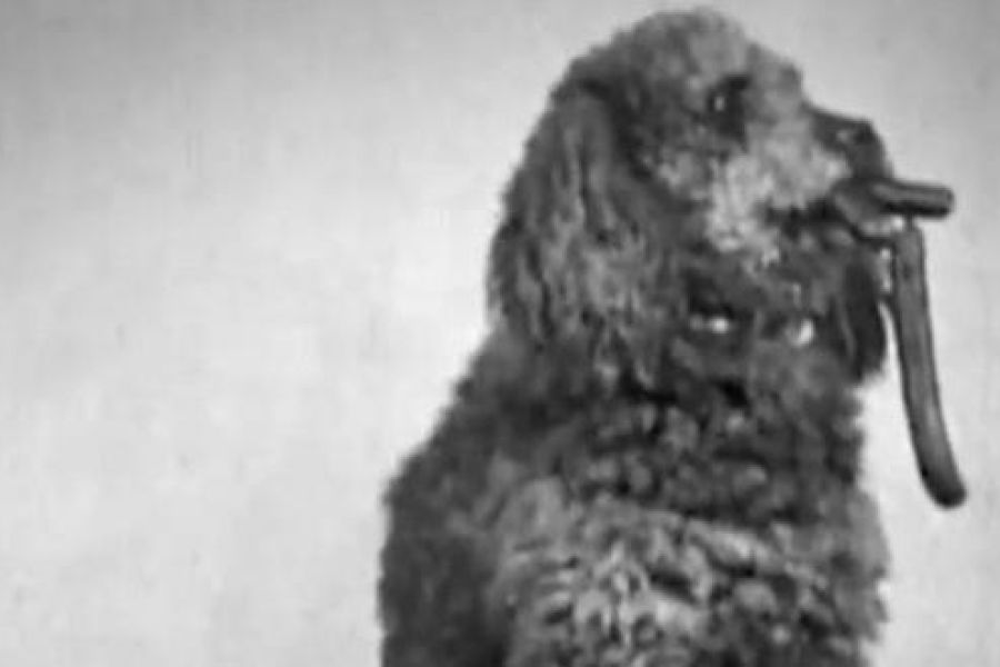 La Course à la saucisse